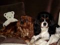 CAVALIER KING CHARLES de BUBUL