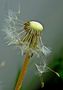 Pusteblume (dandelion) by RICHARD  von  LENZANO