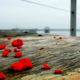 Boules rouges  Lorient