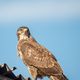 Bussard