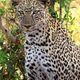 Kenia_02_Tsavo West_Leopard_2016_06_6345a