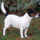 Jack Russell Terrier "Schrder"