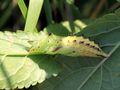 (Unbekanntes Wesen) Puppe vom Tagpfauenauge von Silber-Distel 