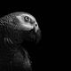 Gray Parrot