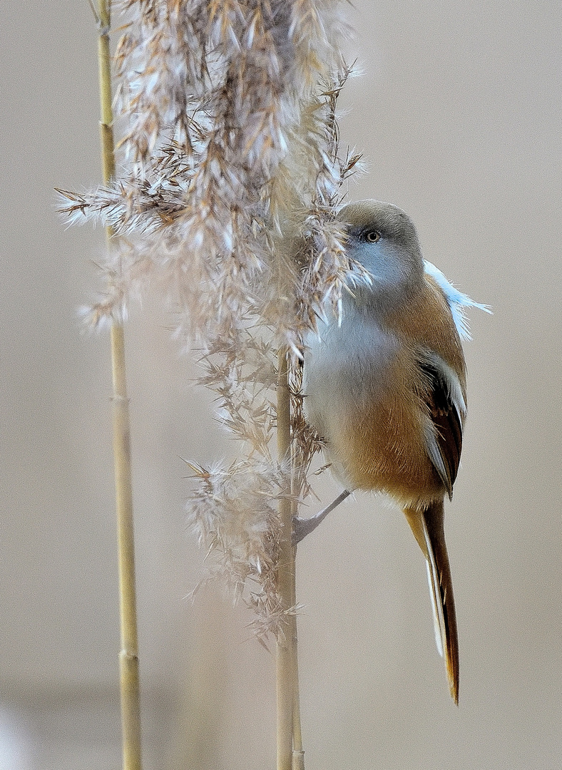 3_Bartmeise fem. (Panurus biarmicus), Bearded reedling, Bigotudo,