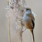 3_Bartmeise fem. (Panurus biarmicus), Bearded reedling, Bigotudo,