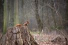 Voll der Poser von Simone schlaflos in Cottbus