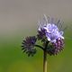 Phacelia