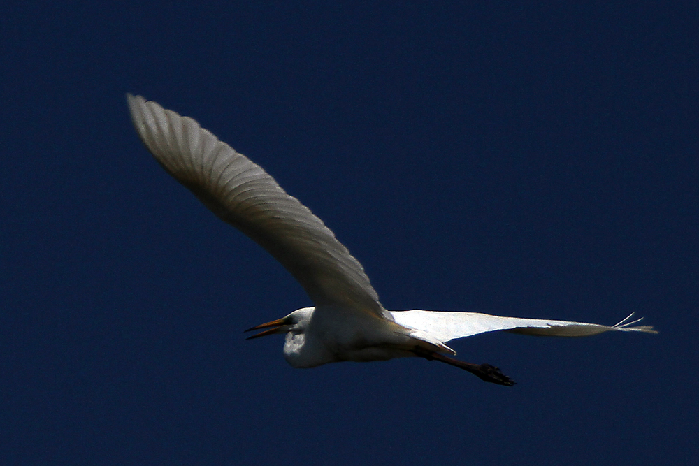 3.Birds of Lake Tisza- On the air