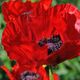 Mohn