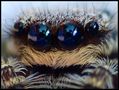 Springspinne...tolle Augen. von kurt bongers 