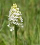 Albino Purpur-Knabenkraut (Orchis purpurea). by Thomas Ripplinger 