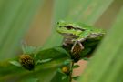 Europäischer Laubfrosch - Hyla arborea von michael mandt