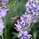 Biene im Lavendel