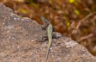  Wall lizard by Valentin Dimitroff