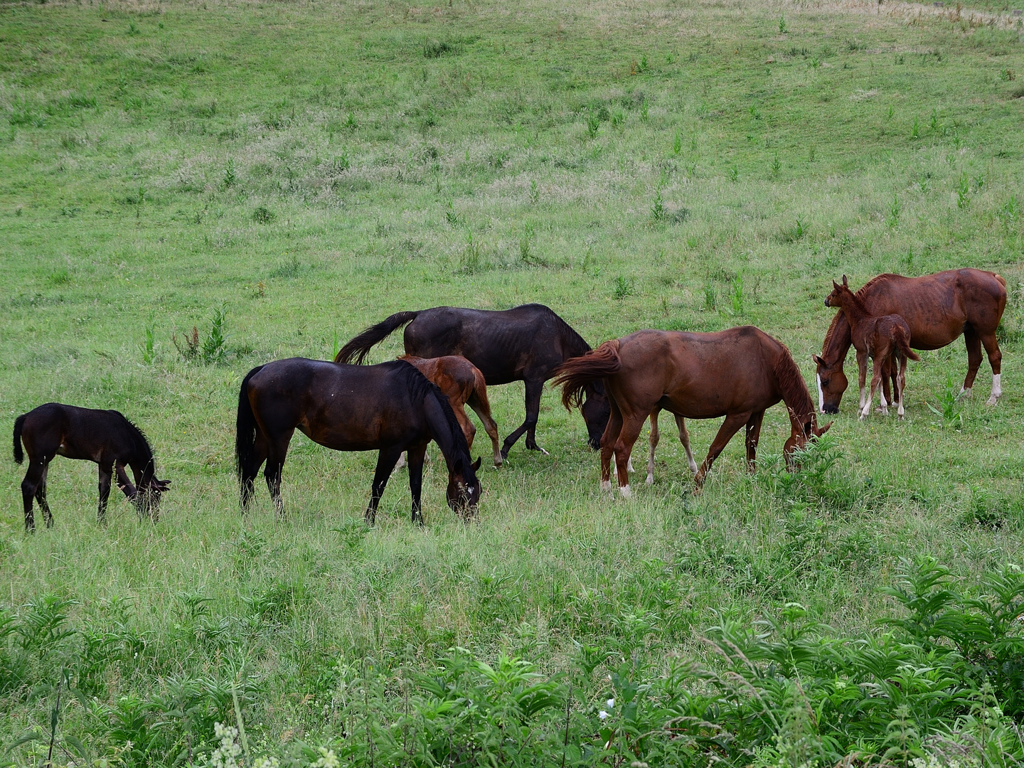 3_Camargue