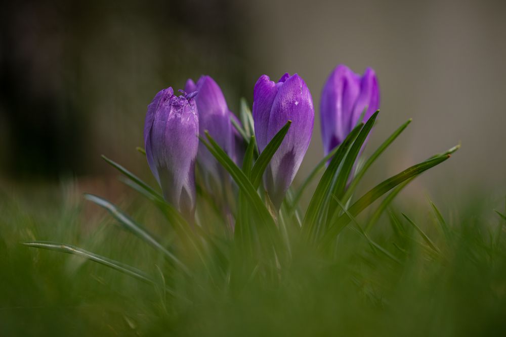 Krokus von Christiane Kuhn