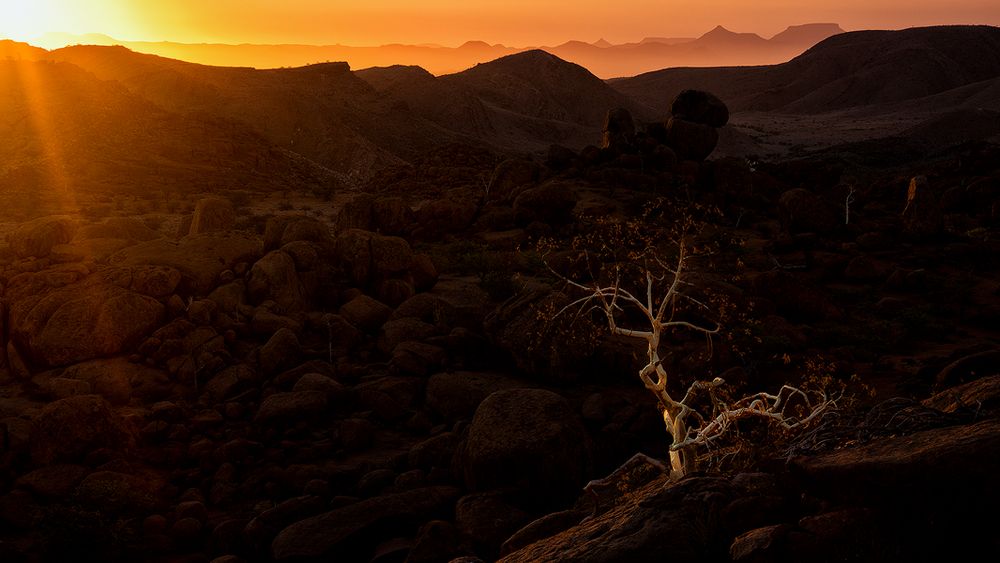 Der weisse Baum von Sandra Löber 