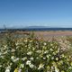 Der Strand in Largs