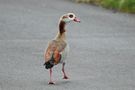 Nilgans de LH Foto