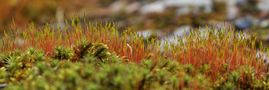 The moss of spring by Raimo Ketolainen