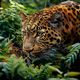 Der Amur-Leopard