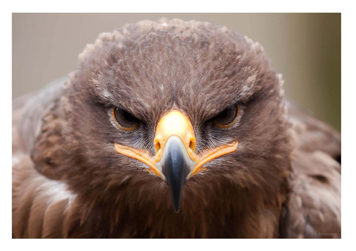 3D - Adler! Foto & Bild | tiere, zoo, wildpark & falknerei, vögel Bilder auf fotocommunity