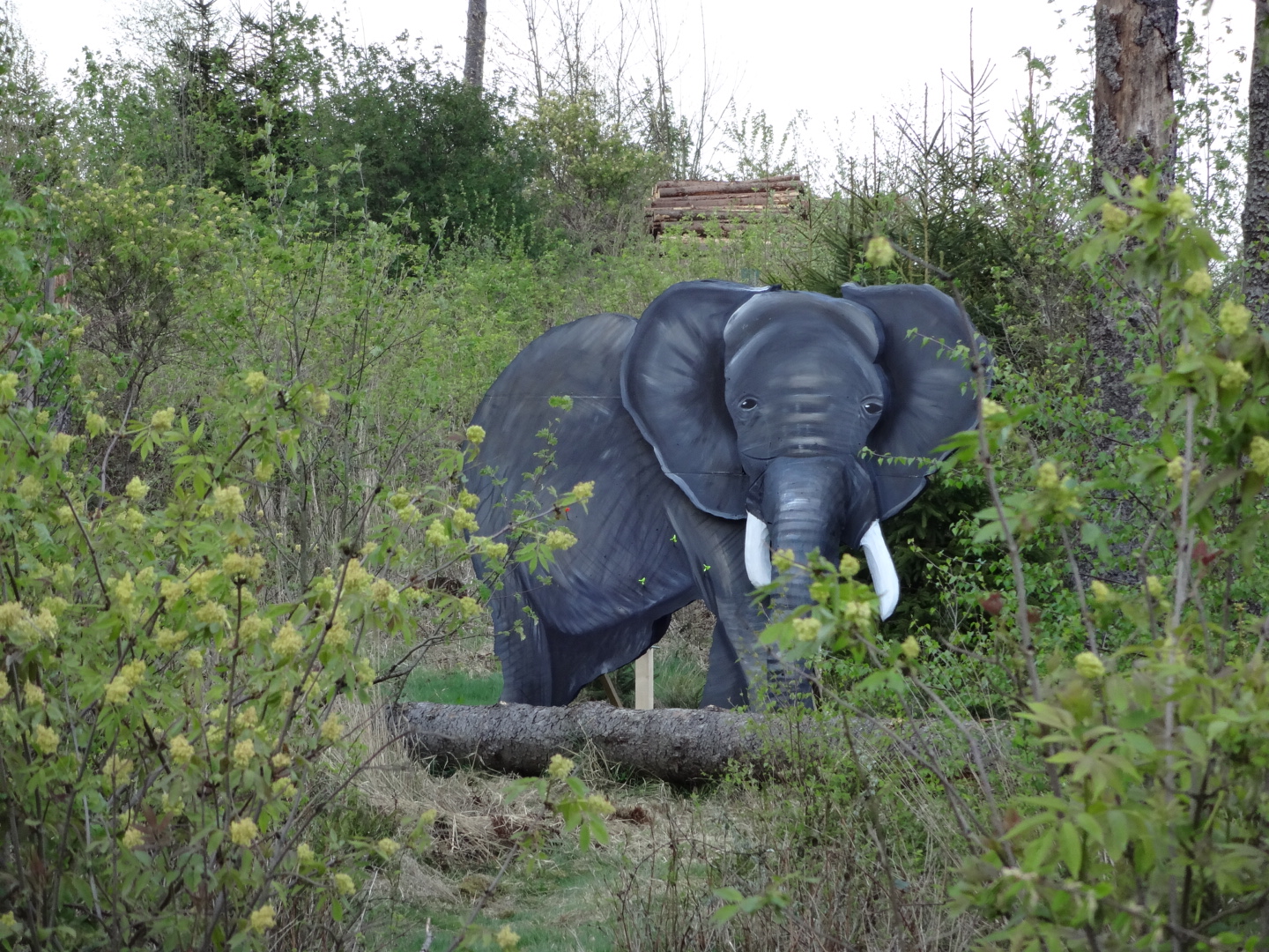 3d Elefant