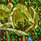 3D HDR Tulpe