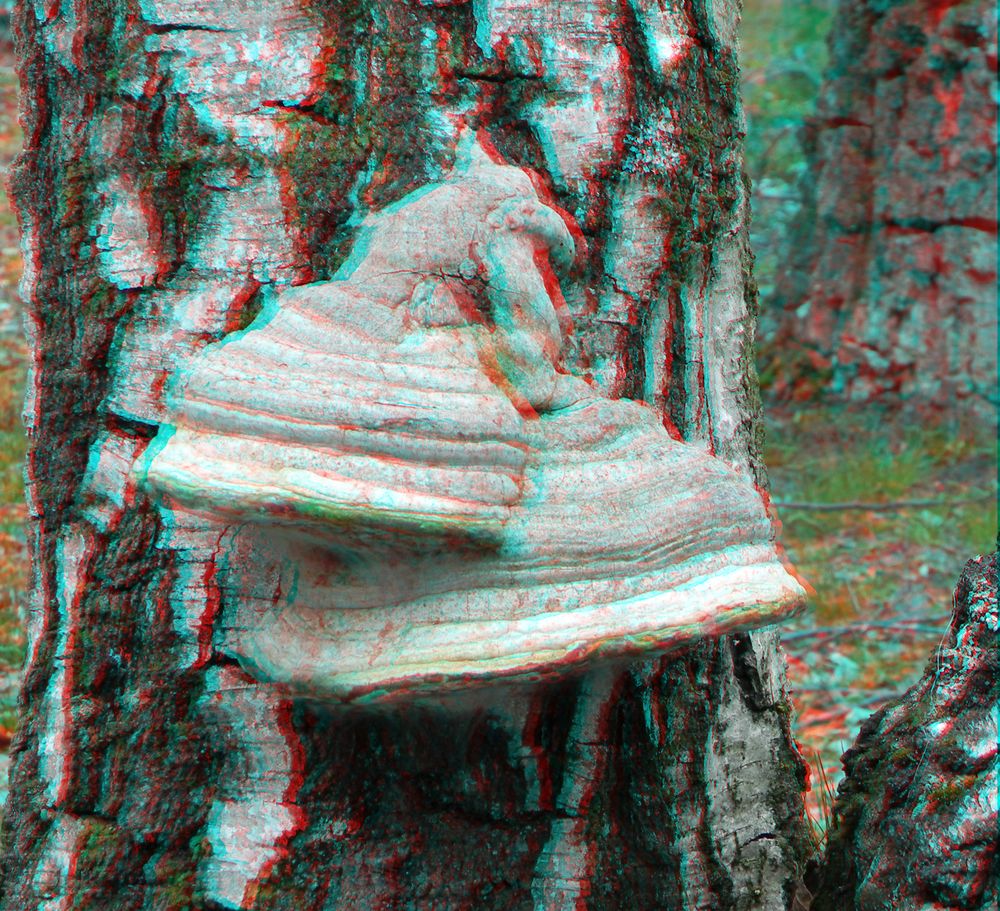 3D  Maasduinen (5)