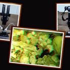 3D Mikroskop Foto's
