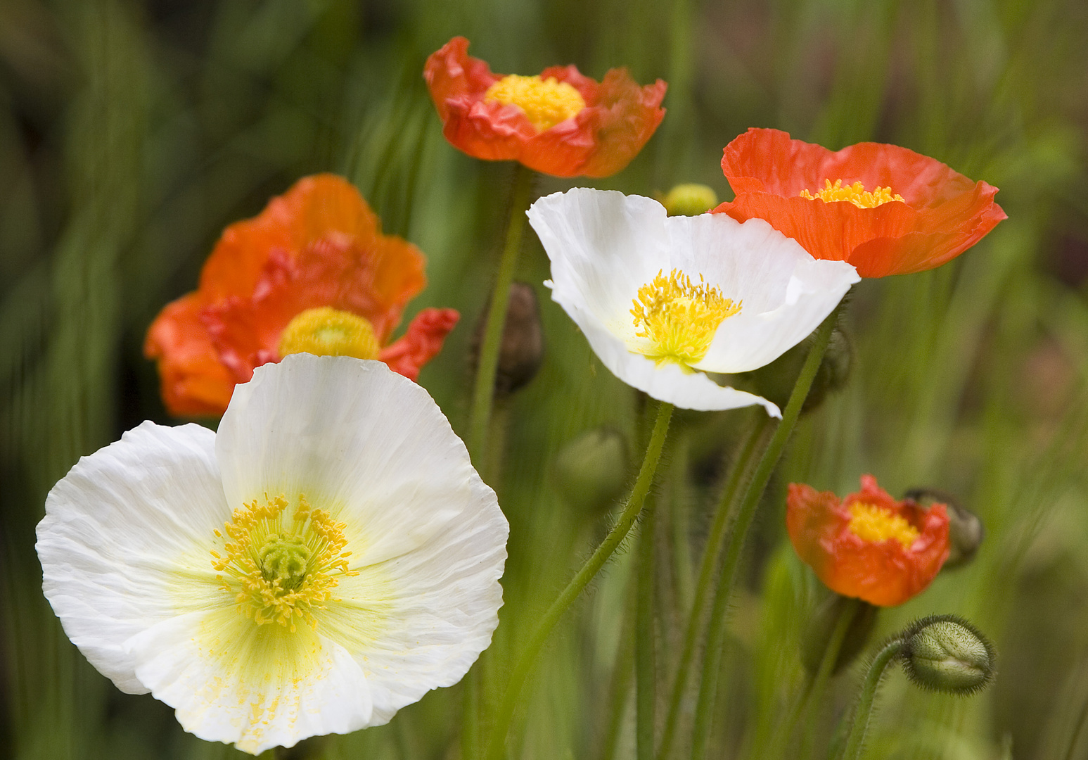 3D-Mohn