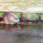 3D Myocastor coypus ...