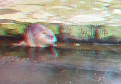 3D Myocastor coypus ...