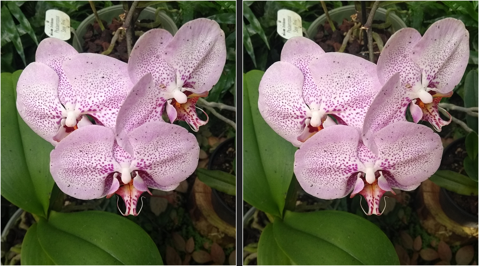 3D-Orchideen (3D-Kreuzblick)
