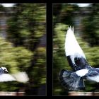 3D panning