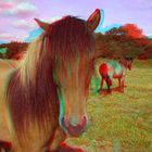 3D Pferd (Anaglyphe Rot/Cyan)