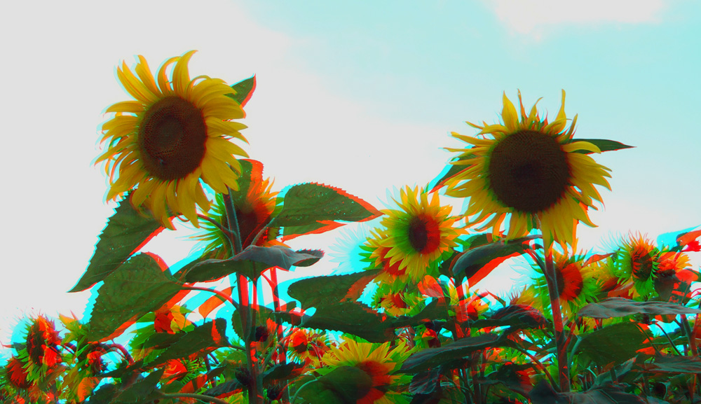 3D Sonnenblumen