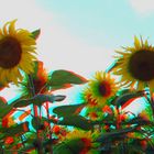 3D Sonnenblumen