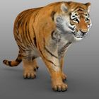 3d Tiger Animal Character Modeling