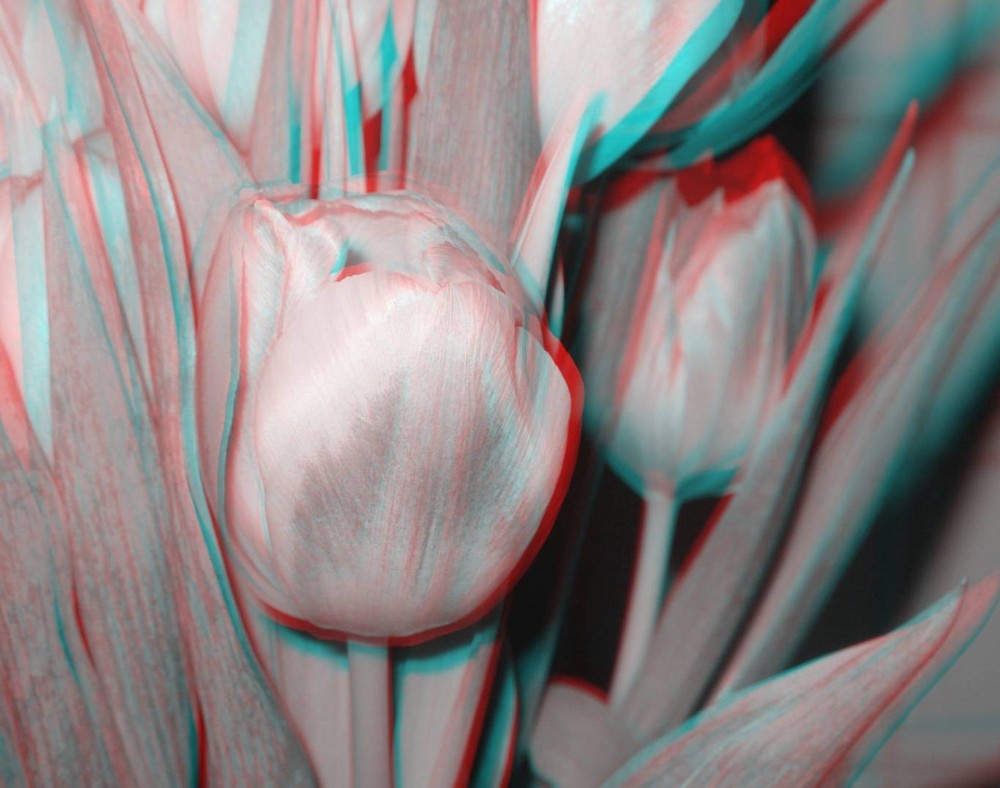3D-Tulpe