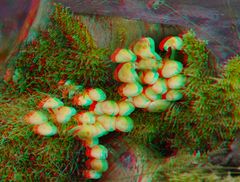 3D Waldpilze