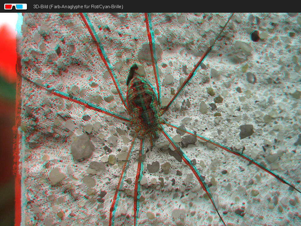 3D Weberknecht (Anaglyphe Rot/Cyan)