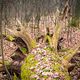 Im Wald zwischen Winter und Frhjahr