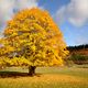 Herbst im Schwarzwald