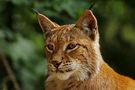 Luchs... by Schneeball 