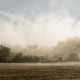 Nebel im Beckumer Feld