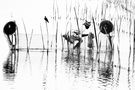 FISHERMAN NEAR JAFFNA by Paola Vignali 