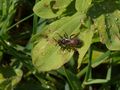 Rote Ehrenpreis-Sandbiene (Andrena labiata) im heimischen Garten von CSR-Makro