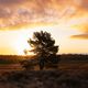 Mehlinger Heide im Winter